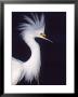 Portrait Of A Snowy Egret In Breeding Plumage, Ding Darling Nwr, Sanibel Island, Florida, Usa by Charles Sleicher Limited Edition Print