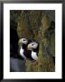 Horned Puffins On Ledge Of Lichen, Pribilofs, St. Paul Island, Alaska, Usa by Hugh Rose Limited Edition Print