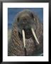 Walrus, Igloolik, Foxe Basin, Nunavut, Arctic Canada by Mark Carwardine Limited Edition Print