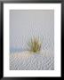 Yucca Plant On A Dune, White Sands National Monument, New Mexico, Usa by James Hager Limited Edition Print