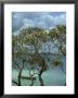 Frangipani Trees And Wooden Boat, Prison Island, Zanzibar, Tanzania, East Africa, Africa by Thorne Julia Limited Edition Print