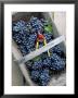 Cabernet Sauvignon Grapes, Pauillac-Medoc, Aquitaine, France by Michael Busselle Limited Edition Print