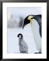 Emperor Penguin (Aptenodytes Forsteri) And Chick, Snow Hill Island, Weddell Sea, Antarctica by Thorsten Milse Limited Edition Print