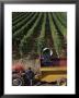 Harvesting Grapes, St. Emilion Area, Aquitaine, France by Adam Woolfitt Limited Edition Print