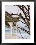 Eagle Perched At Entrance To Beach Trail, Kalaloch Lodge, Olympic National Park, Washington, Usa by Trish Drury Limited Edition Print
