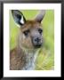 Kangaroo Island Kangaroo, (Macropus Fuliginosus), Flinders Chase N.P., South Australia, Australia by Thorsten Milse Limited Edition Print