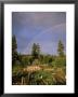 Farmer Tending Organic Vegetable Garden, Vashon Island, Puget Sound, Washington State, Usa by Aaron Mccoy Limited Edition Print