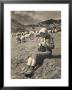 Young Shepherd Girl Sitting In A Field by Ludovico Pacho Limited Edition Print