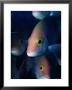 Hussar Emperor Fish (Lutjanus Adetti), Great Barrier Reef, Queensland, Australia by Michael Aw Limited Edition Print