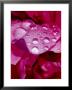 Close View Of Droplets Of Water On A Pink Peony Bloom, Groton, Connecticut by Todd Gipstein Limited Edition Print