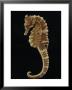 Captive Lined Seahorse, Baltimore, Maryland by George Grall Limited Edition Pricing Art Print