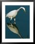 Great Egret Hunting In Calm Water by Tim Laman Limited Edition Pricing Art Print