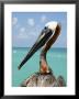 Personable Pelican Portrait Along Florida's Coastline by Stephen St. John Limited Edition Print