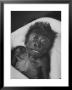 Newborn Gorilla Born In An Ohio Zoo Posing For A Picture by Grey Villet Limited Edition Print