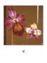 Orchids And Seeds by Julia Ogden Limited Edition Print