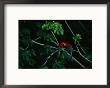 A Mated Pair Of Red-And-Green Macaws Exhibit Bonding Behavior by Joel Sartore Limited Edition Pricing Art Print