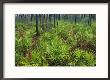 Slash Pines And Saw Palmettos In Floridas Freshwater Marsh by Klaus Nigge Limited Edition Print