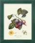 Plums by Pierre-Antoine Poiteau Limited Edition Print