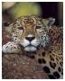 Jaguar Portrait by Gerry Ellis Limited Edition Print