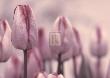 Les Tulips by Katja Marzahn Limited Edition Print