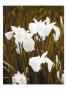 Spring Blossoms I by Boyce Watt Limited Edition Print