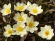 Mountain Avens Wildflowers With Watercolor Effect, Kongakut River Valley by Dennis Kirkland Limited Edition Print