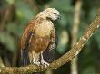 Close-Up Of Black Collar Hawk On Vine, Madre De Dios Province, Amazon River Basin, Peru by Dennis Kirkland Limited Edition Print