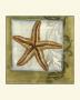Starfish Medley Ii by Jennifer Goldberger Limited Edition Print