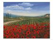 Red Poppies by Sophia Davidson Limited Edition Print