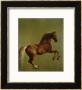 Whistlejacket, 1762 by George Stubbs Limited Edition Print