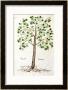 Tilia Foemina, Lindenbaum, Or Lime Tree, Illustration From De Historia Stirpium by Leonhard Fuchs Limited Edition Print
