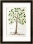 Tilia Foemina, Lindenbaum, Or Lime Tree, Illustration From De Historia Stirpium by Leonhard Fuchs Limited Edition Pricing Art Print