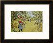 The Apple Harvest by Carl Larsson Limited Edition Print