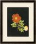 Cut Out Watercolour Of A Flower, Circa 1783 by Margaret Nash Limited Edition Print