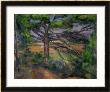 Large Pine Tree And Red Earth, 1890-1895 by Paul Cezanne Limited Edition Print