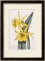 Narcissi by William Curtis Limited Edition Pricing Art Print