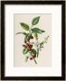 Holly by F. Edward Hulme Limited Edition Pricing Art Print
