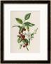 Holly by F. Edward Hulme Limited Edition Print