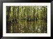 Cypress Trees Reflected In The Green Waters Of Bayou Long, Louisiana by John Eastcott & Yva Momatiuk Limited Edition Print