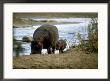 Hippopotamus, With Baby, South Africa by Patricio Robles Gil Limited Edition Print