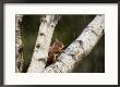Red Squirrel, Perched On Birch Branch In Snow, Lancashire, Uk by Elliott Neep Limited Edition Print