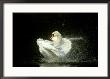 Mute Swan, Cygnus Olor Bathing Showing Water Spray Notts by Mark Hamblin Limited Edition Print