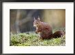 Red Squirrel, Sat On Moss, Lancashire, Uk by Elliott Neep Limited Edition Print