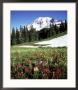 Alpine Meadow & Mount Rainier, Mount Rainier National Park, Usa by Mark Hamblin Limited Edition Print