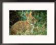 Marsh Rabbit, Eating Grass, Usa by Stan Osolinski Limited Edition Print