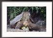 Espanola Saddleback Tortoise Adult Female, Galapagos by Mark Jones Limited Edition Pricing Art Print