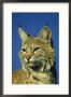 Bobcat, Felis Rufus Portrait Montana by Brian Kenney Limited Edition Print