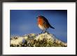 Robin, Perched On Branch In Snow, Scotland, Uk by Mark Hamblin Limited Edition Print