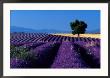 Lavender Fields by Fogstock Llc Limited Edition Print