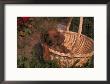 Miniature Dachshund Puppy In A Basket by Ralph Reinhold Limited Edition Print